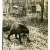 1936 Allan's fox ranch